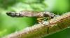 Leptogaster cylindrica